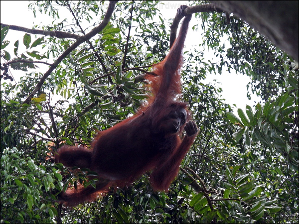 Bornean Orangutan bornean_orangutan_49483.psd