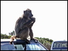 Click here to enter gallery and see photos/pictures/images of Chacma Baboon