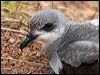 Click here to enter gallery and see photos of Black-winged Petrel