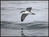 Click here to enter gallery and see photos of Buller's Shearwater