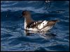 Click here to enter gallery and see photos of Cape Petrel