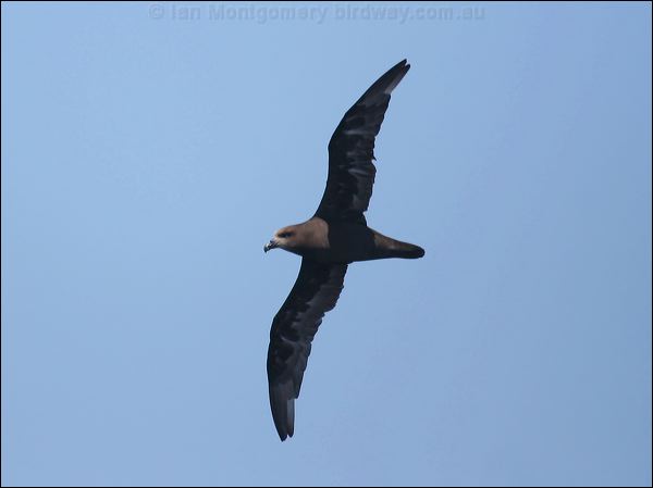 Great-winged Petrel great_winged_petrel_43932.psd