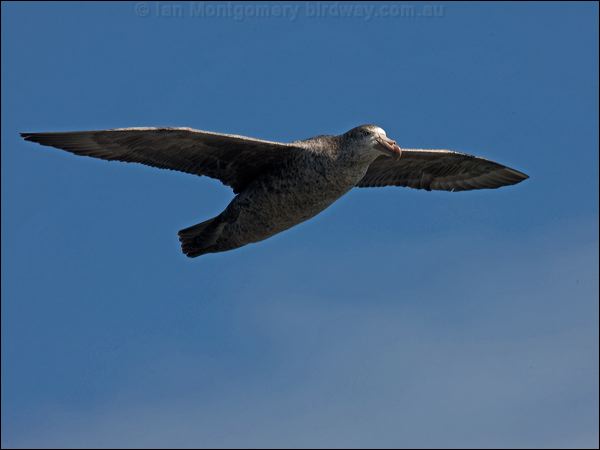 Northern Giant Petrel north_giant_petrel_126484.psd