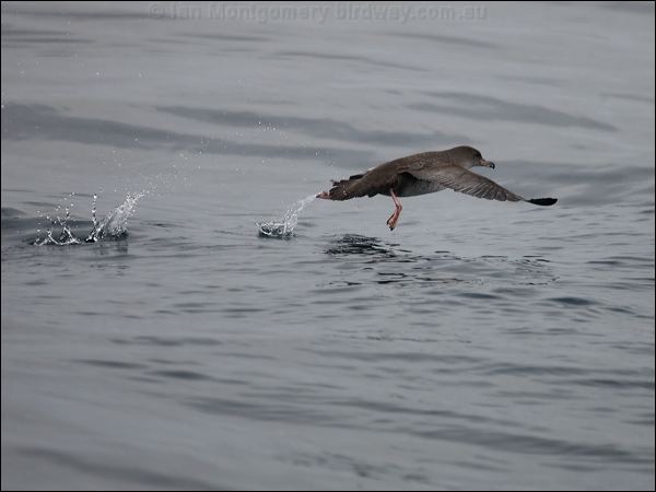 Pink-footed Shearwater pinkfoot_shearwater_107513.psd