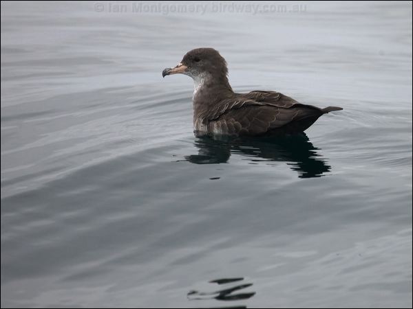 Pink-footed Shearwater pinkfoot_shearwater_107537.psd