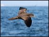 wedgetail_shearwater_43605