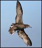 wedgetail_shearwater_43622