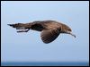wedgetail_shearwater_43646