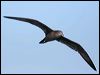 wedgetail_shearwater_43682
