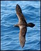 wedgetail_shearwater_43851