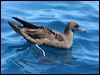 wedgetail_shearwater_43980