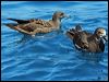 wedgetail_shearwater_43982