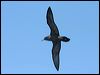 wedgetail_shearwater_44202