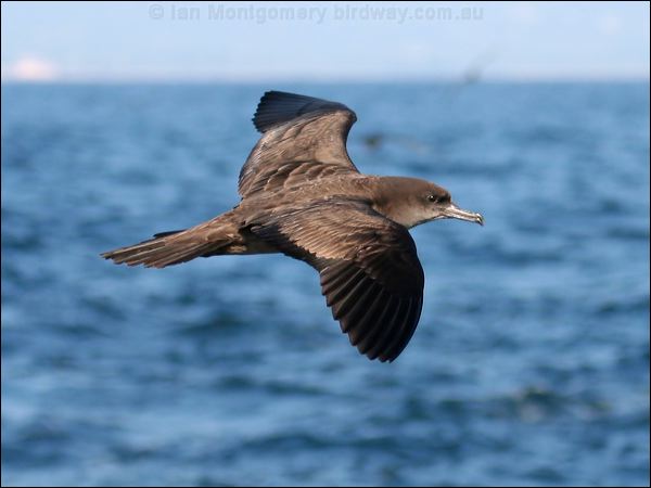 Wedge-tailed Shearwater wedgetail_shearwater_43605.psd