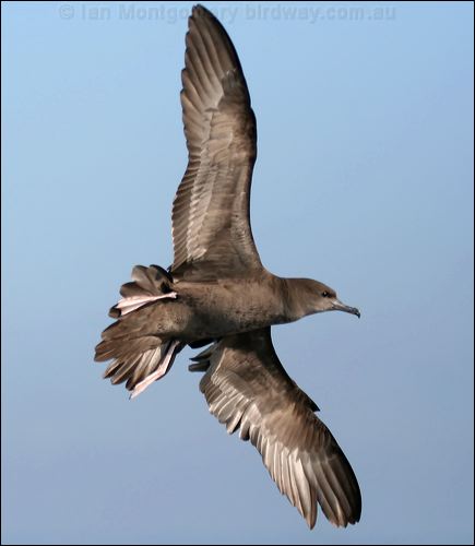 Wedge-tailed Shearwater wedgetail_shearwater_43622.psd