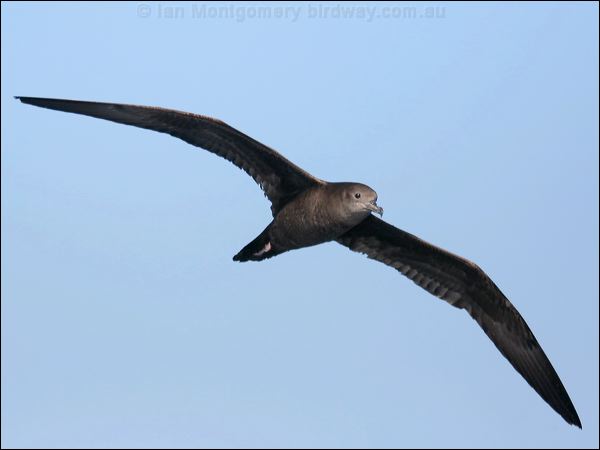 Wedge-tailed Shearwater wedgetail_shearwater_43682.psd