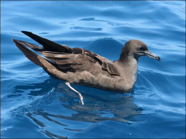 Wedge-tailed Shearwater wedgetail_shearwater_43980.psd