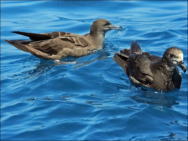 Wedge-tailed Shearwater wedgetail_shearwater_43982.psd