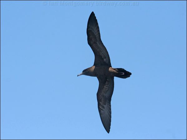 Wedge-tailed Shearwater wedgetail_shearwater_44202.psd