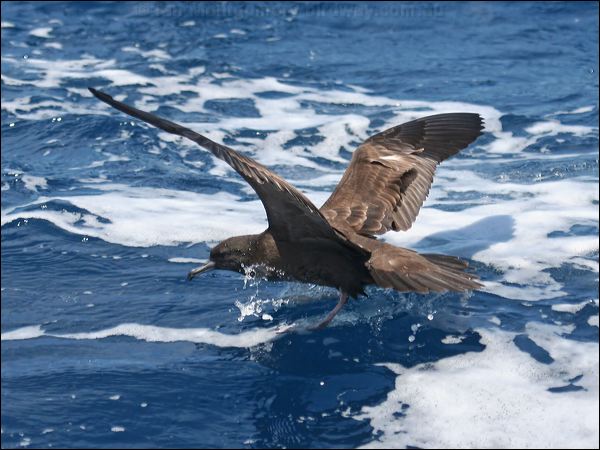 Wedge-tailed Shearwater wedgetail_shearwater_44210.psd