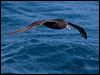 Click here to enter gallery and see photos of White-chinned Petrel