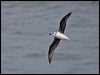 Click here to enter gallery and see photos of White-headed Petrel