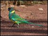 australian_ringneck_152758