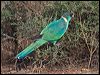 australian_ringneck_152761