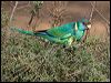 australian_ringneck_152774