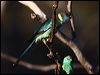 australian_ringneck_88553