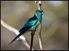 australian_ringneck_88612