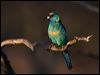 australian_ringneck_88735