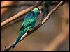 australian_ringneck_88796