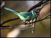 australian_ringneck_88861