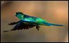 australian_ringneck_88935