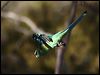 australian_ringneck_89636