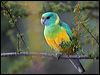 cloncurry_ringneck_33651