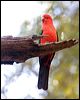 king_parrot_141865