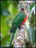 king_parrot_36041