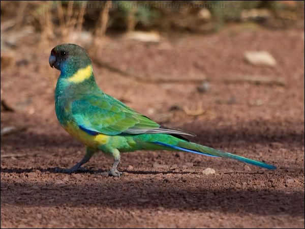 Australian Ringneck australian_ringneck_152758.psd