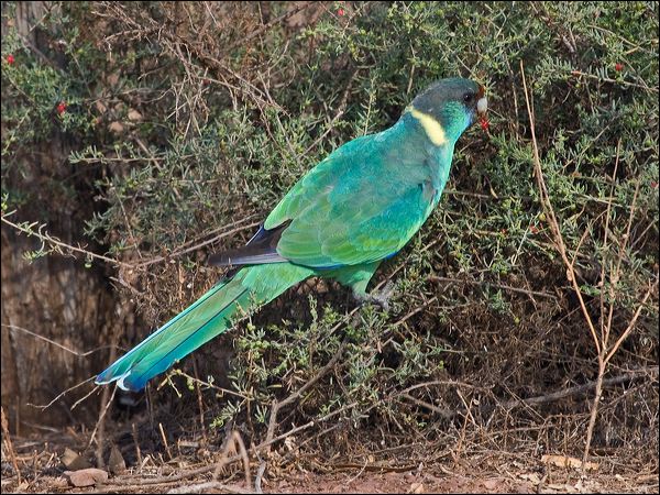 Australian Ringneck australian_ringneck_152761.psd