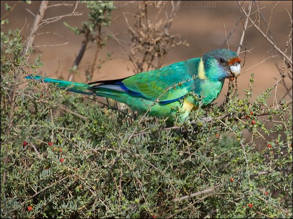 Australian Ringneck australian_ringneck_152774.psd