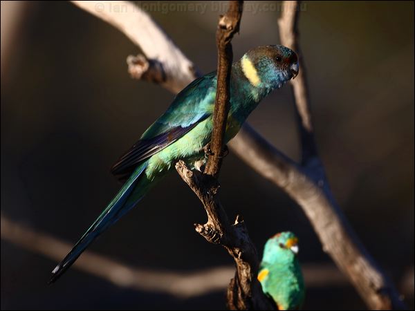 Australian Ringneck australian_ringneck_88553.psd