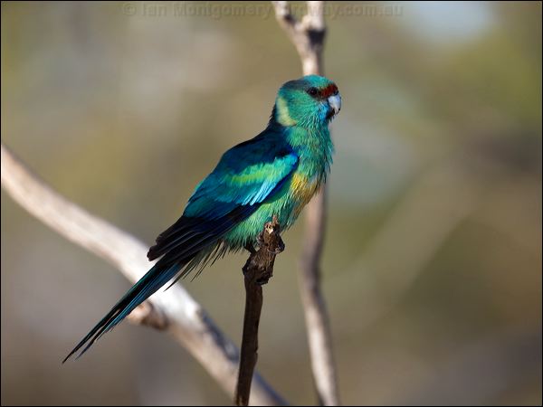 Australian Ringneck australian_ringneck_88612.psd