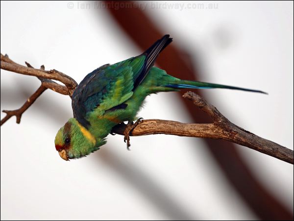 Australian Ringneck australian_ringneck_88726.psd