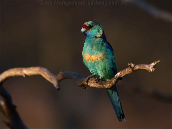 Australian Ringneck australian_ringneck_88735.psd