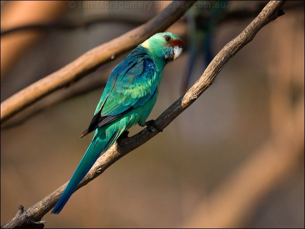 Australian Ringneck australian_ringneck_88796.psd