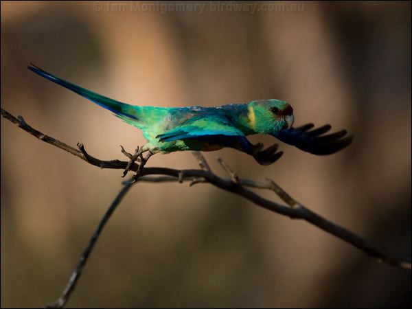 Australian Ringneck australian_ringneck_88811.psd