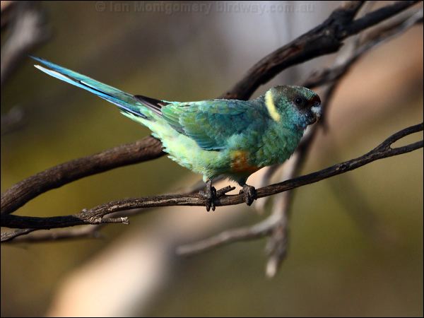 Australian Ringneck australian_ringneck_88861.psd