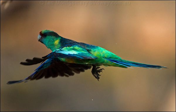 Australian Ringneck australian_ringneck_88935.psd